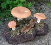 Funghi