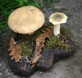 Funghi