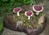 Funghi