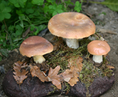 Funghi