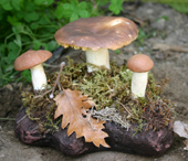 Funghi