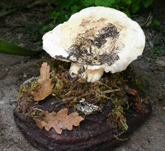 Funghi