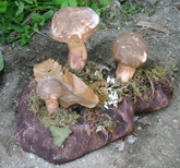 Funghi