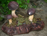 Funghi