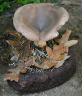 Funghi