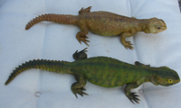 Uromastici